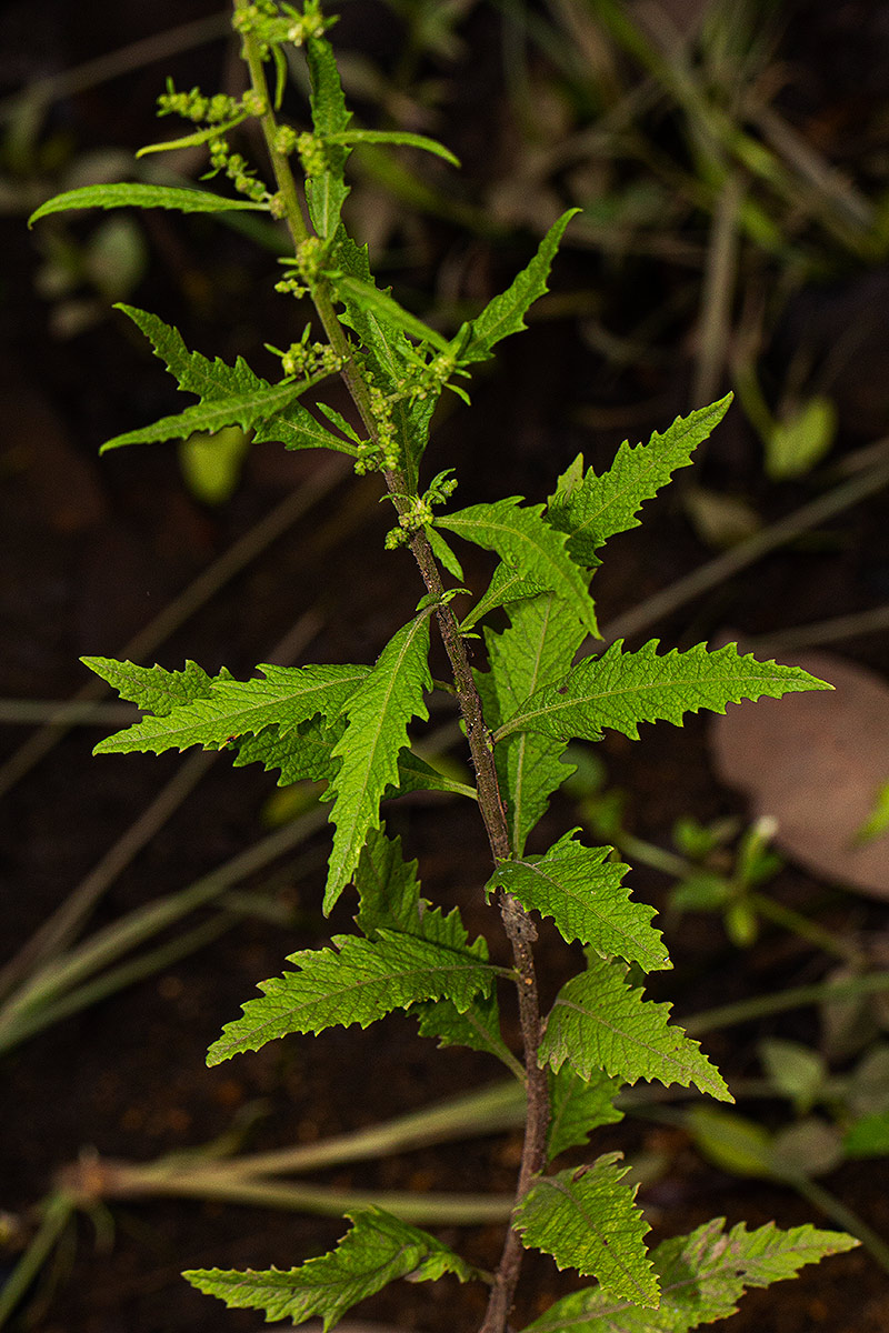 Dysphania ambrosioides