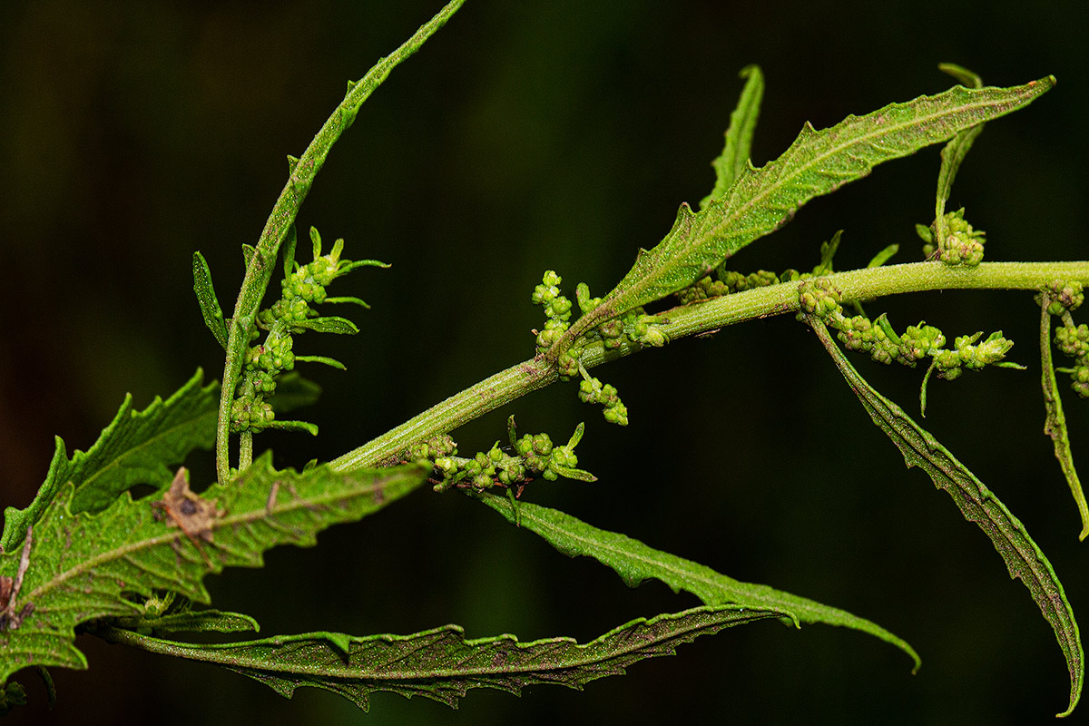 Dysphania ambrosioides