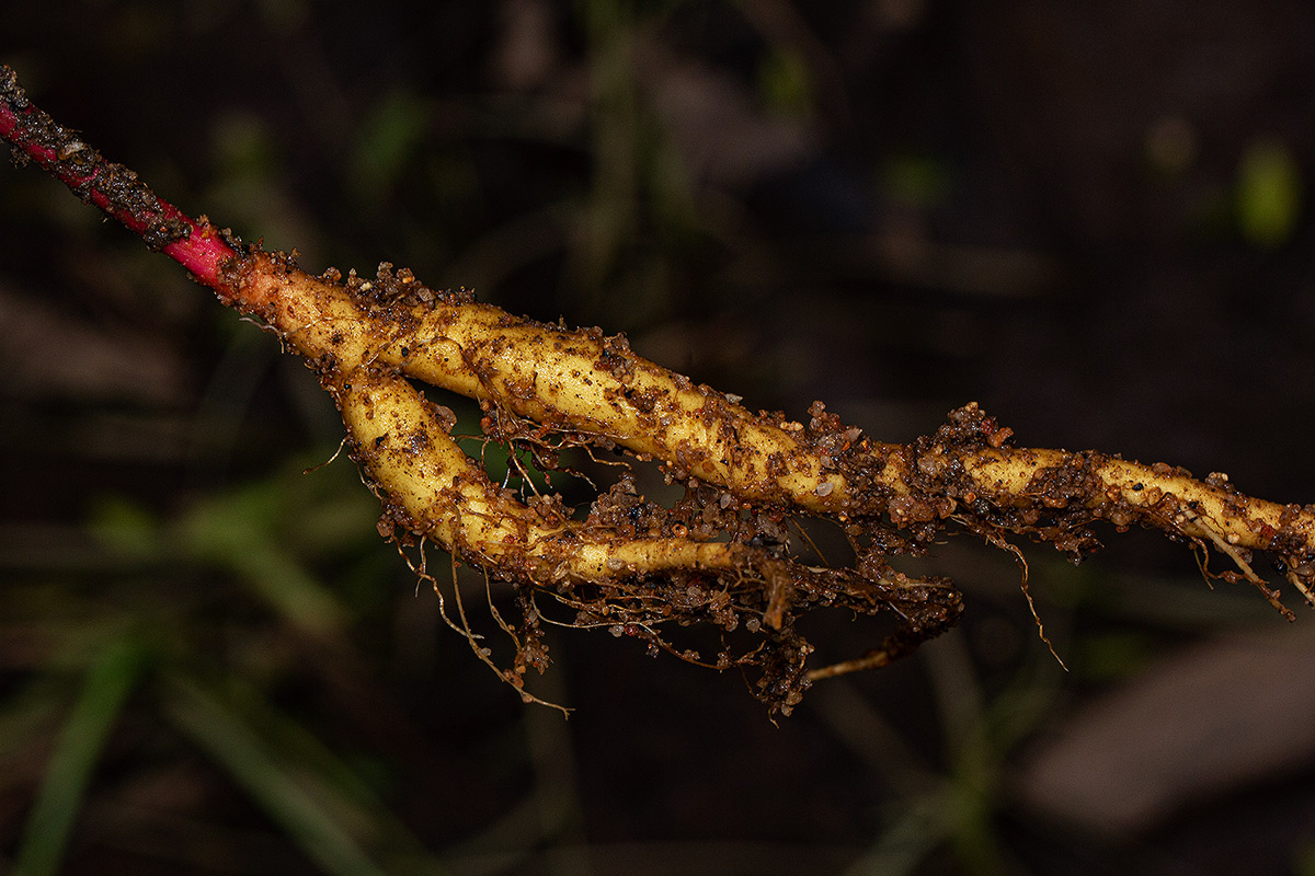 Dysphania ambrosioides