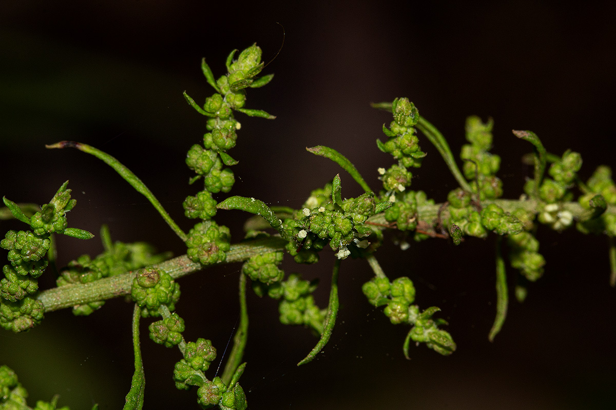 Dysphania ambrosioides