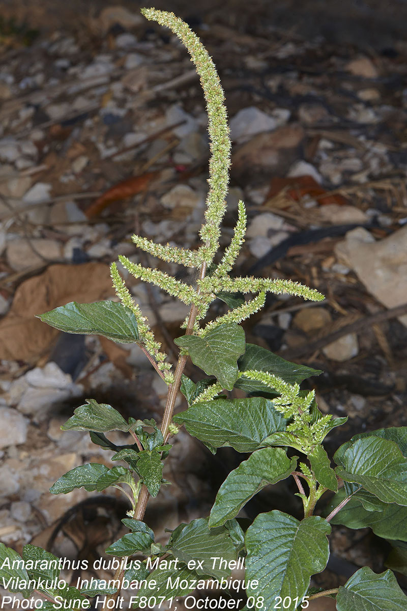 Amaranthus dubius