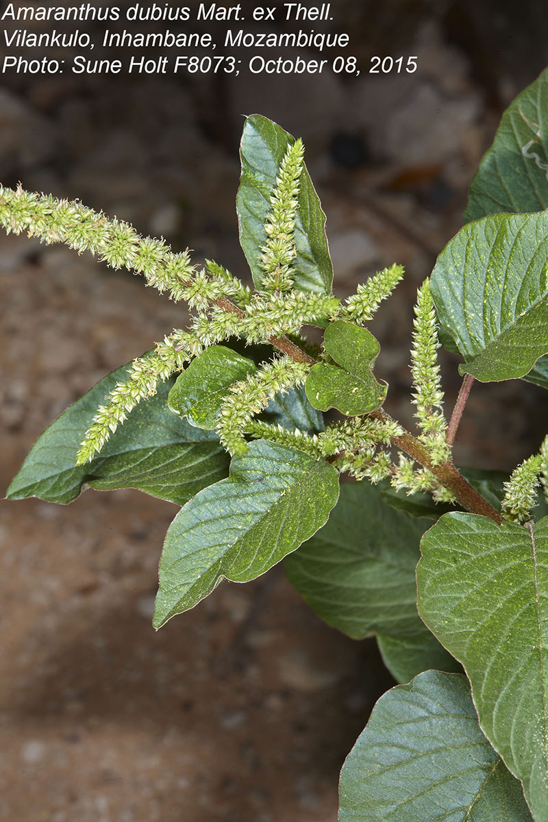 Amaranthus dubius