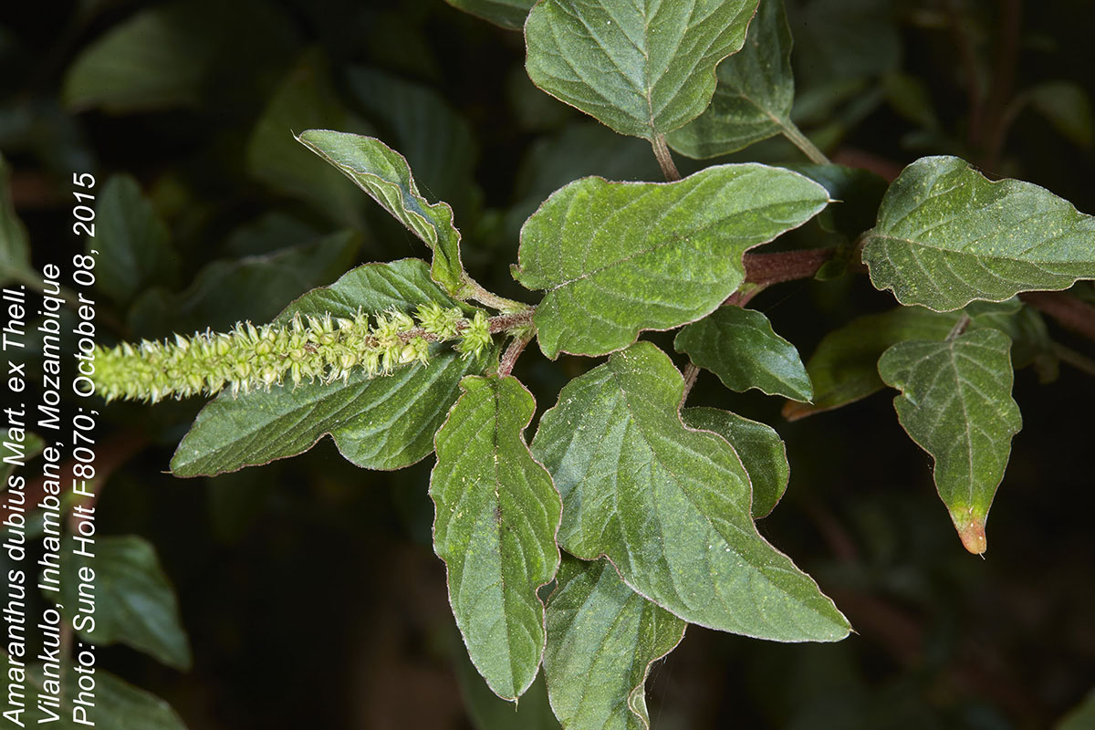 Amaranthus dubius