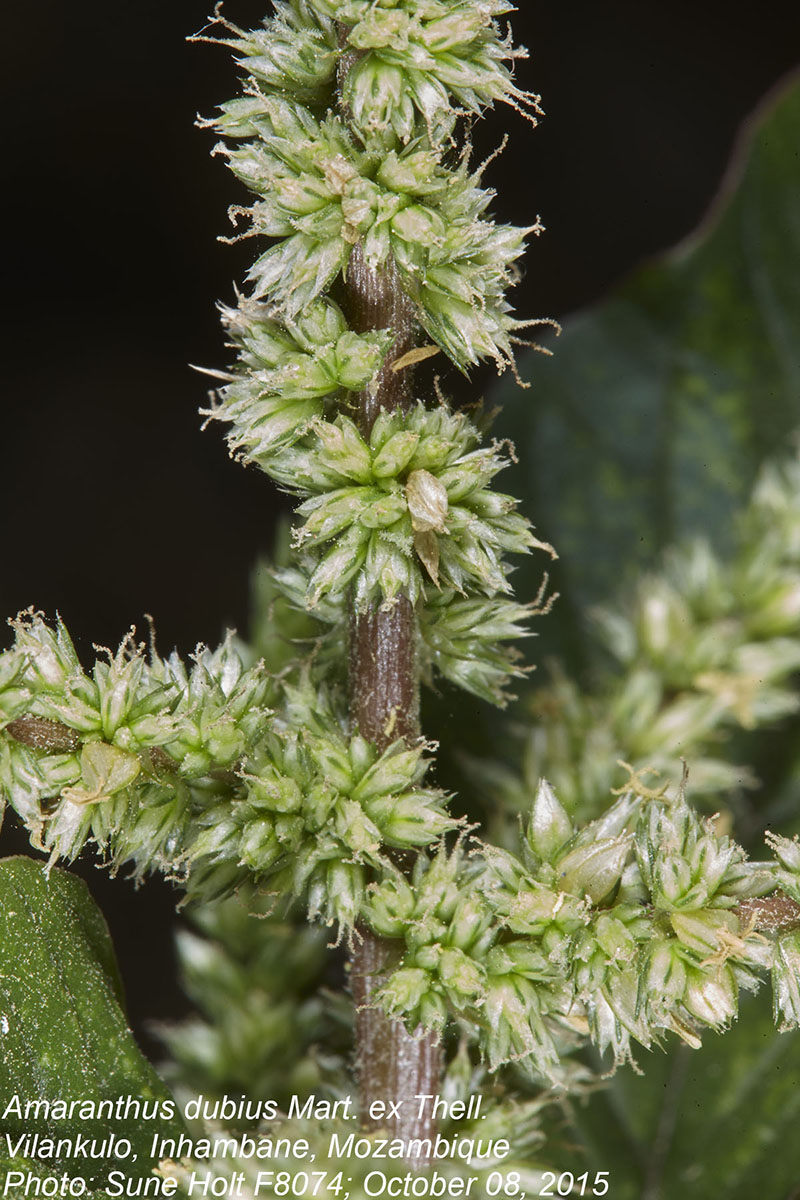 Amaranthus dubius