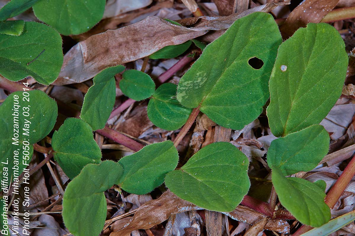 Boerhavia diffusa