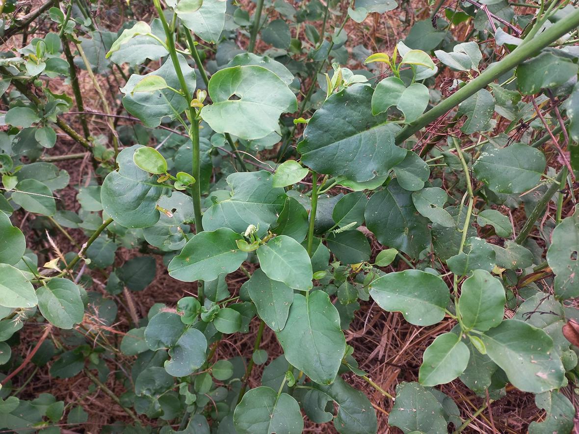 Phytolacca dodecandra