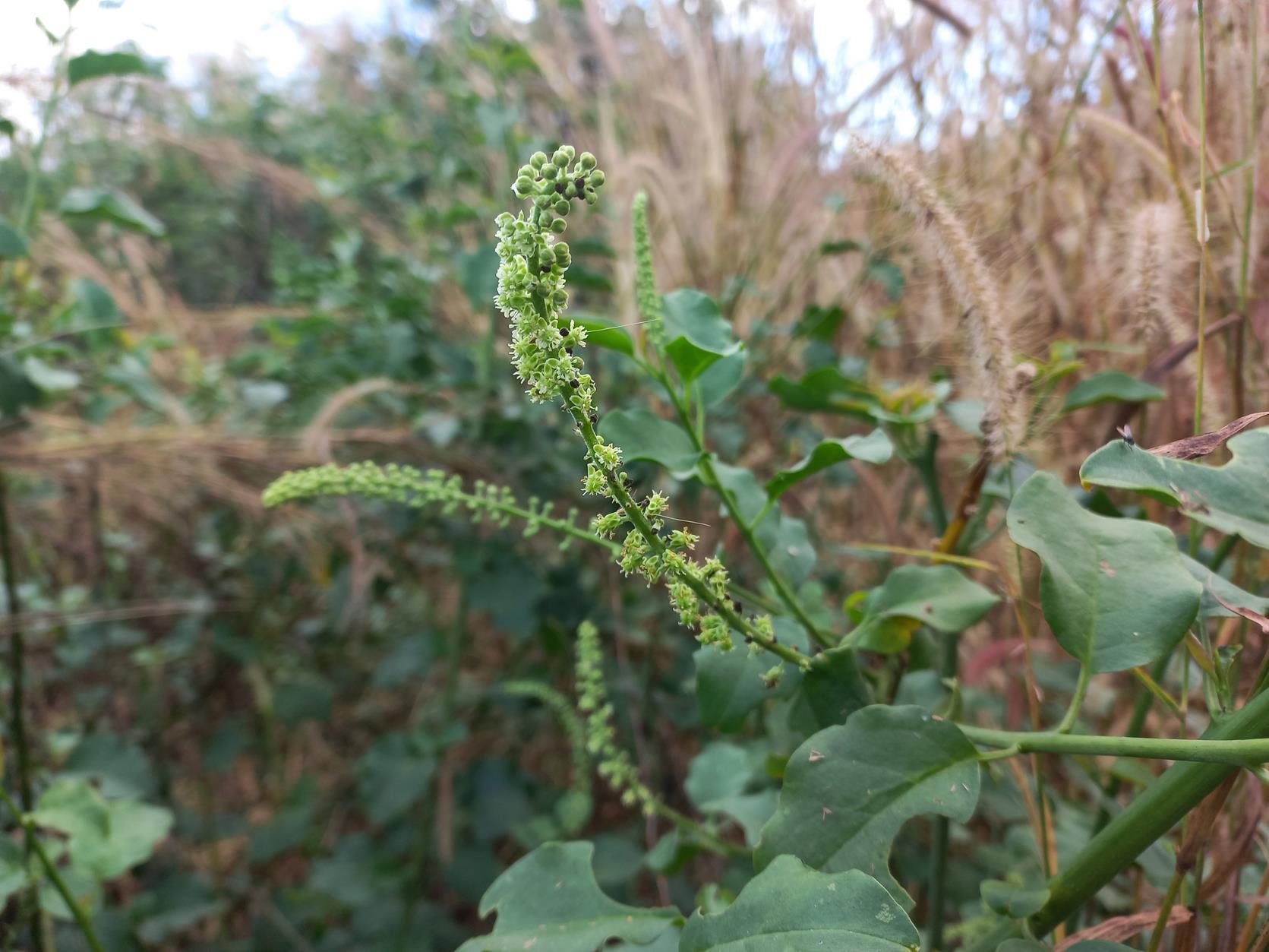 Phytolacca dodecandra