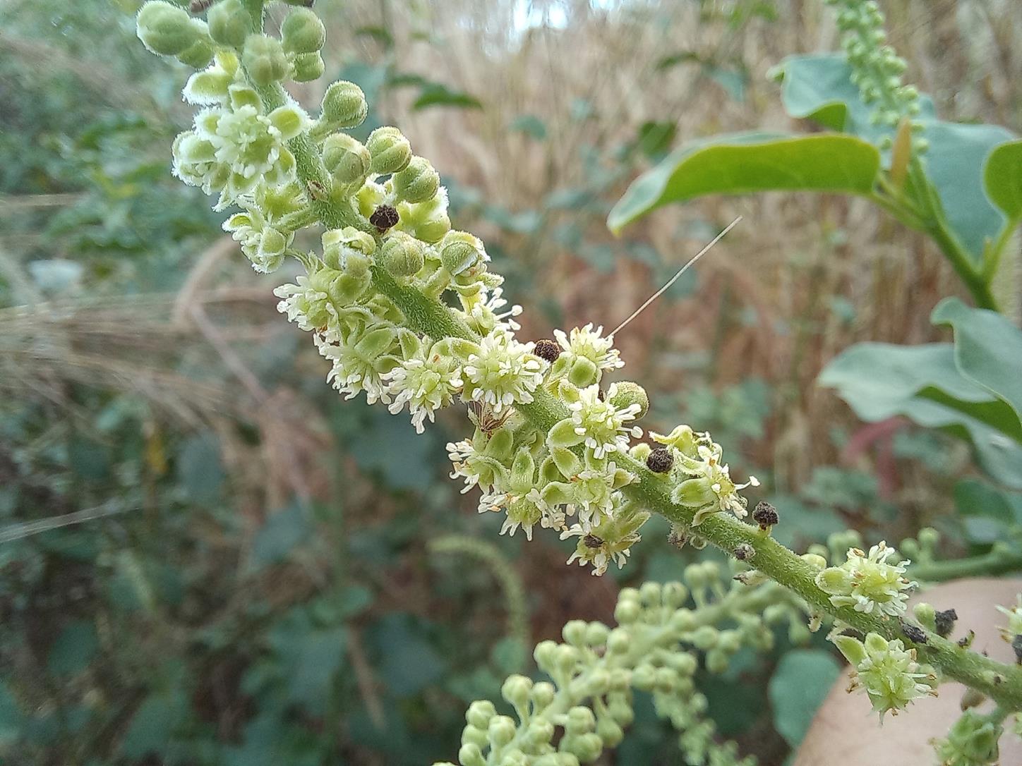 Phytolacca dodecandra