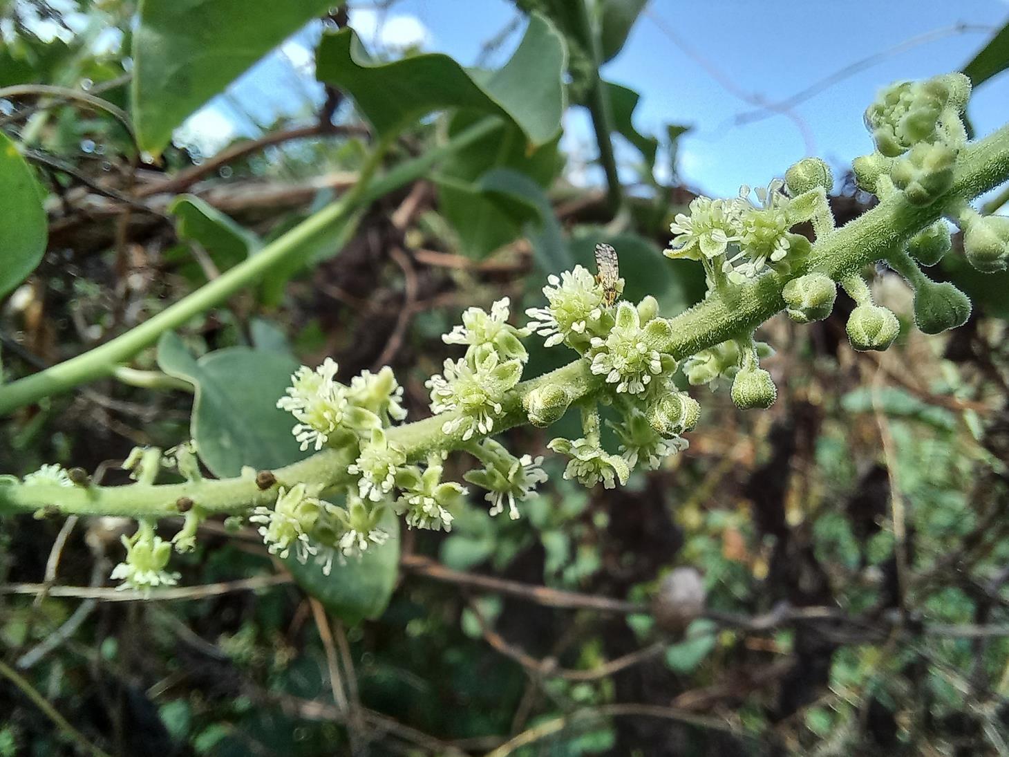 Phytolacca dodecandra