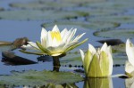 Nymphaea lotus