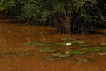 Nymphaea lotus