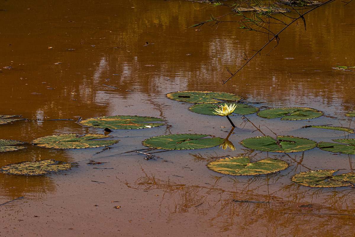 Nymphaea lotus