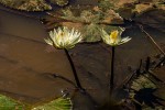 Nymphaea lotus