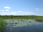 Nymphaea lotus