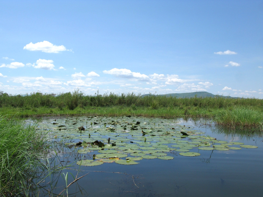 Nymphaea lotus