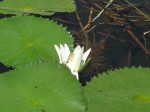 Nymphaea lotus