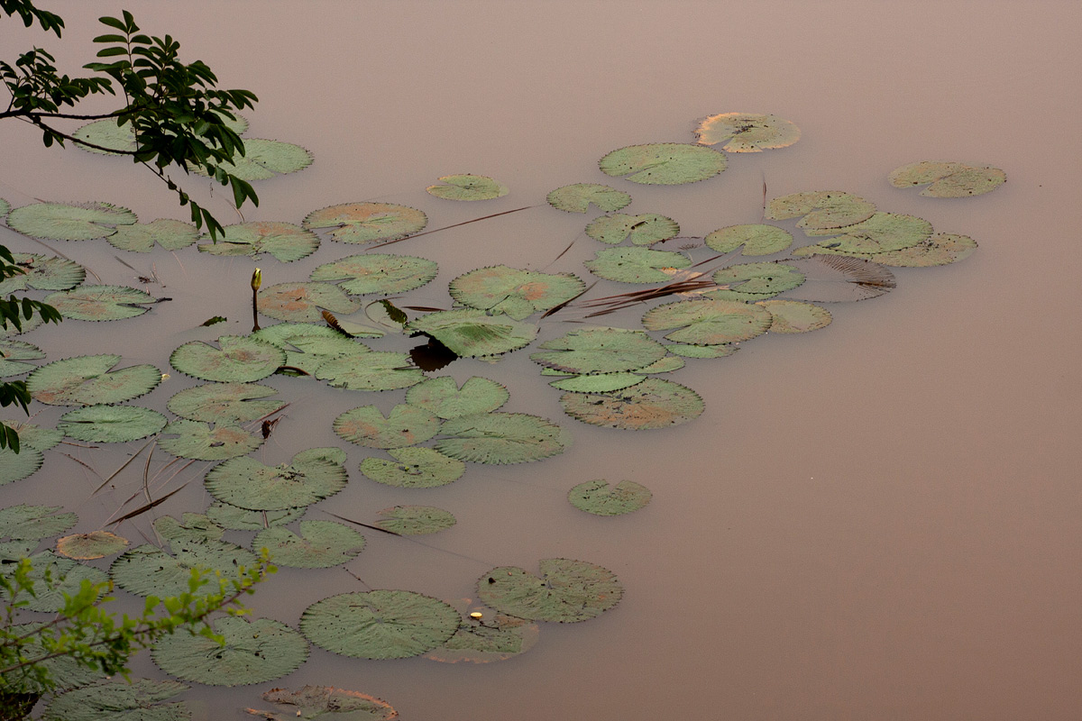 Nymphaea lotus