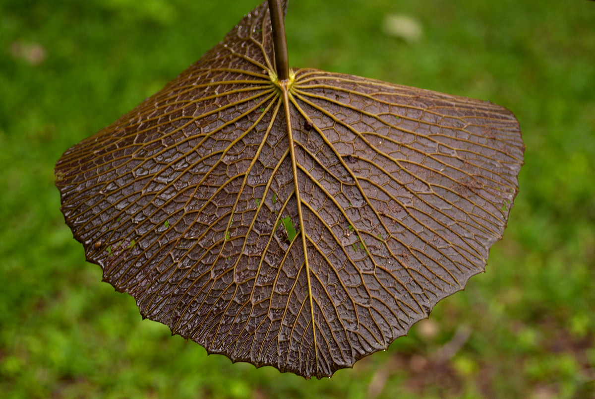 Nymphaea lotus