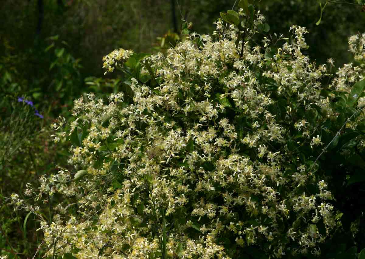 Clematis brachiata