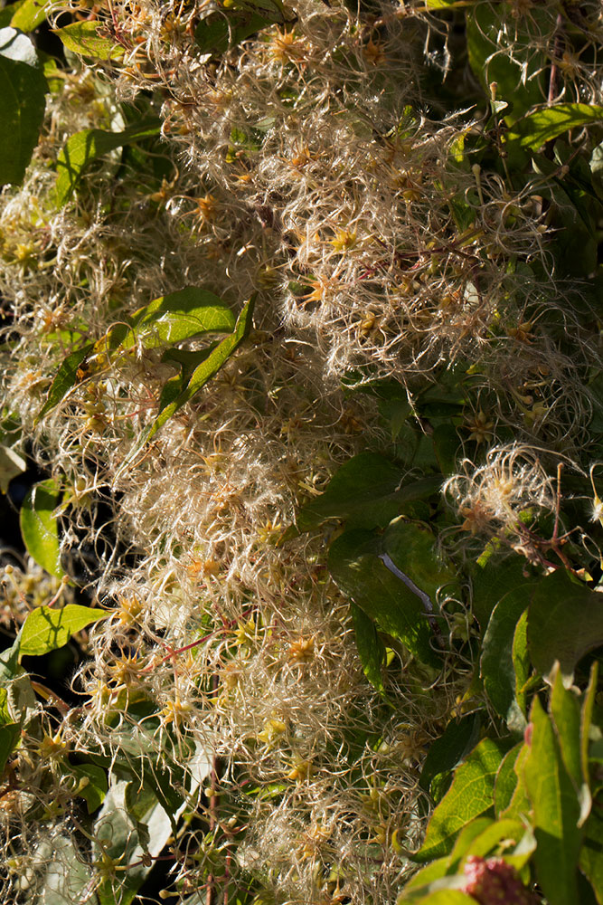 Clematis brachiata