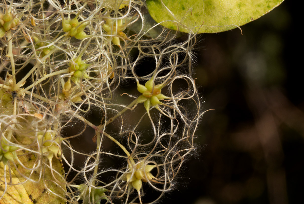 Clematis brachiata