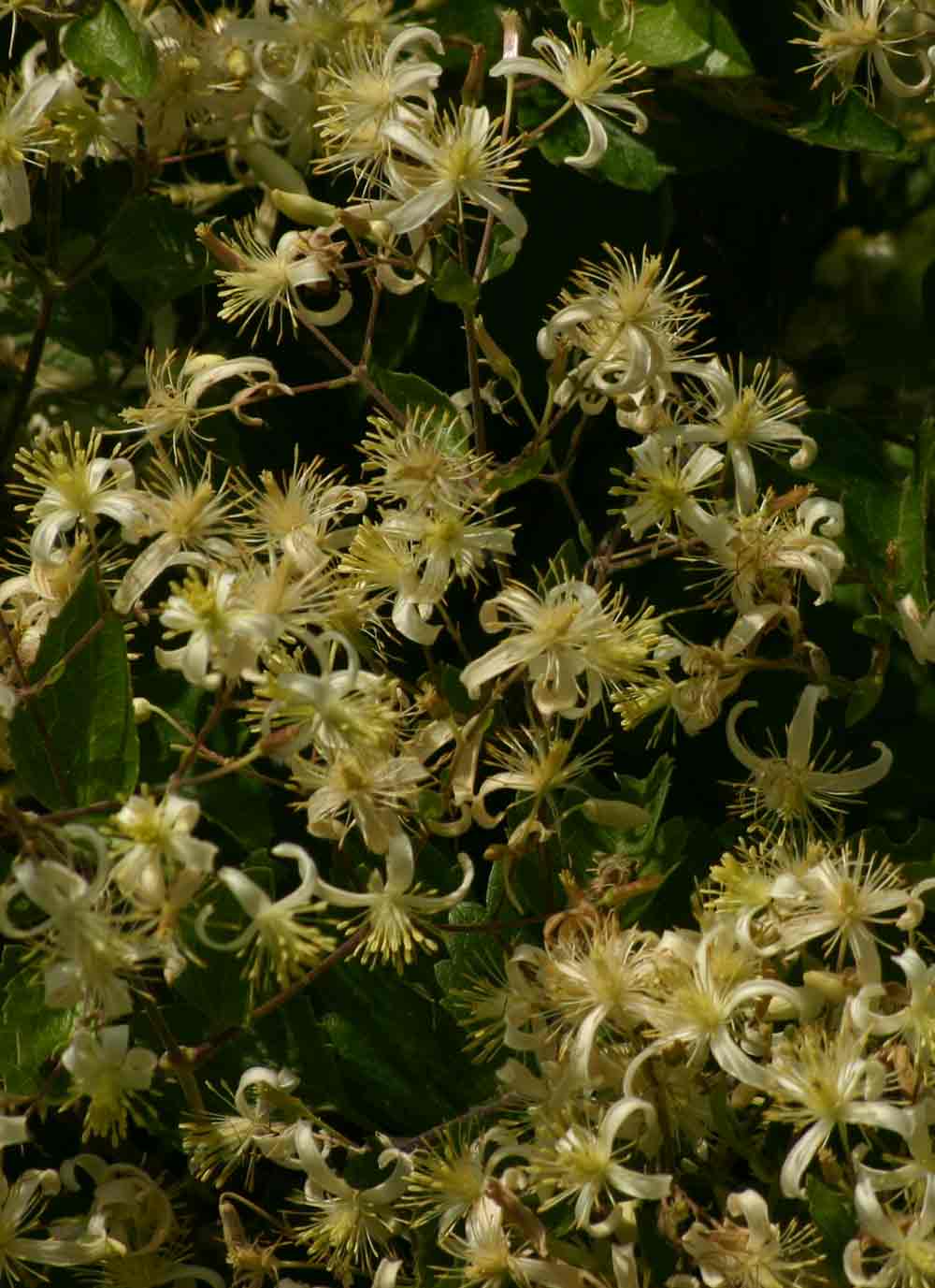 Clematis brachiata