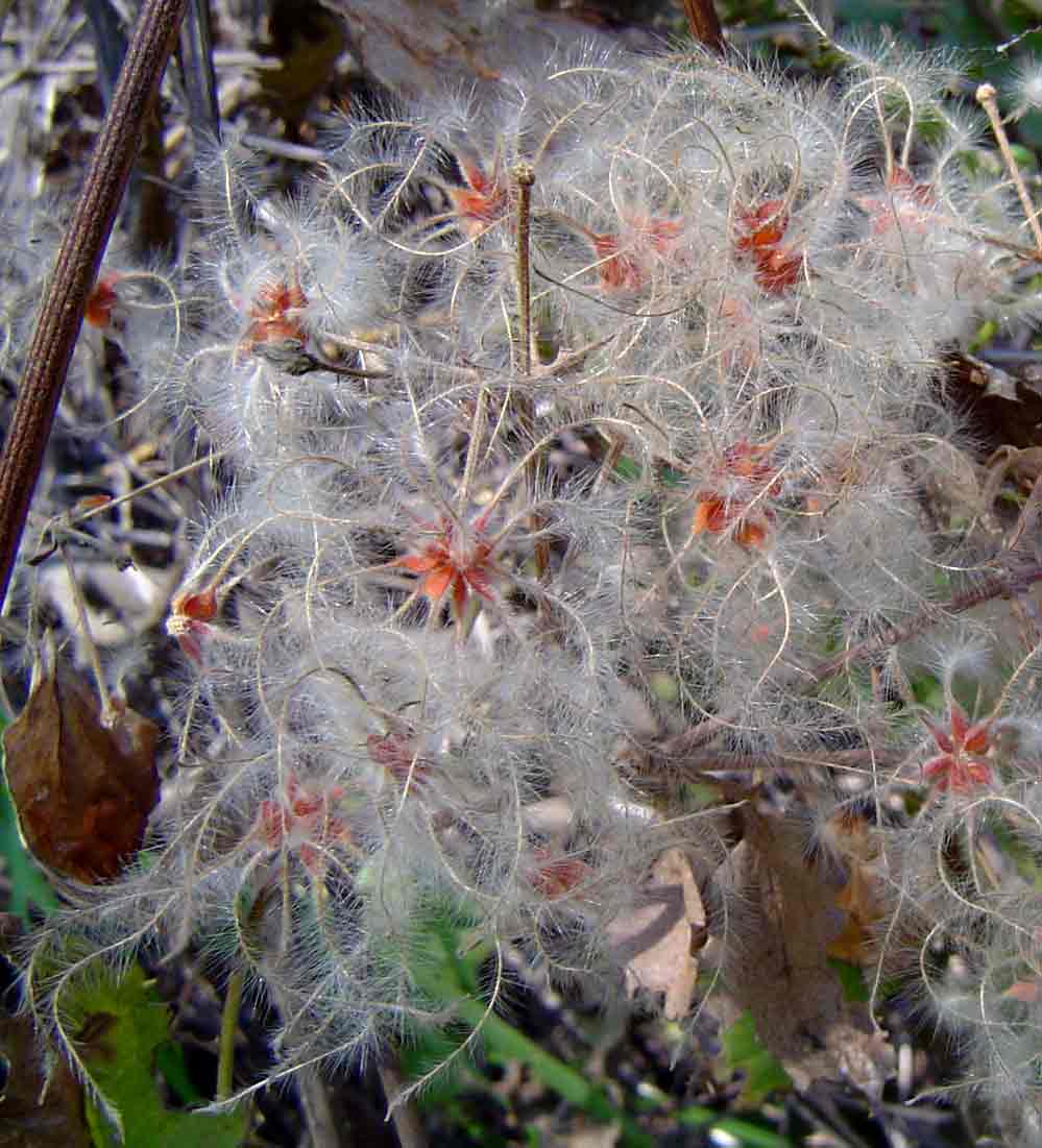 Clematis brachiata