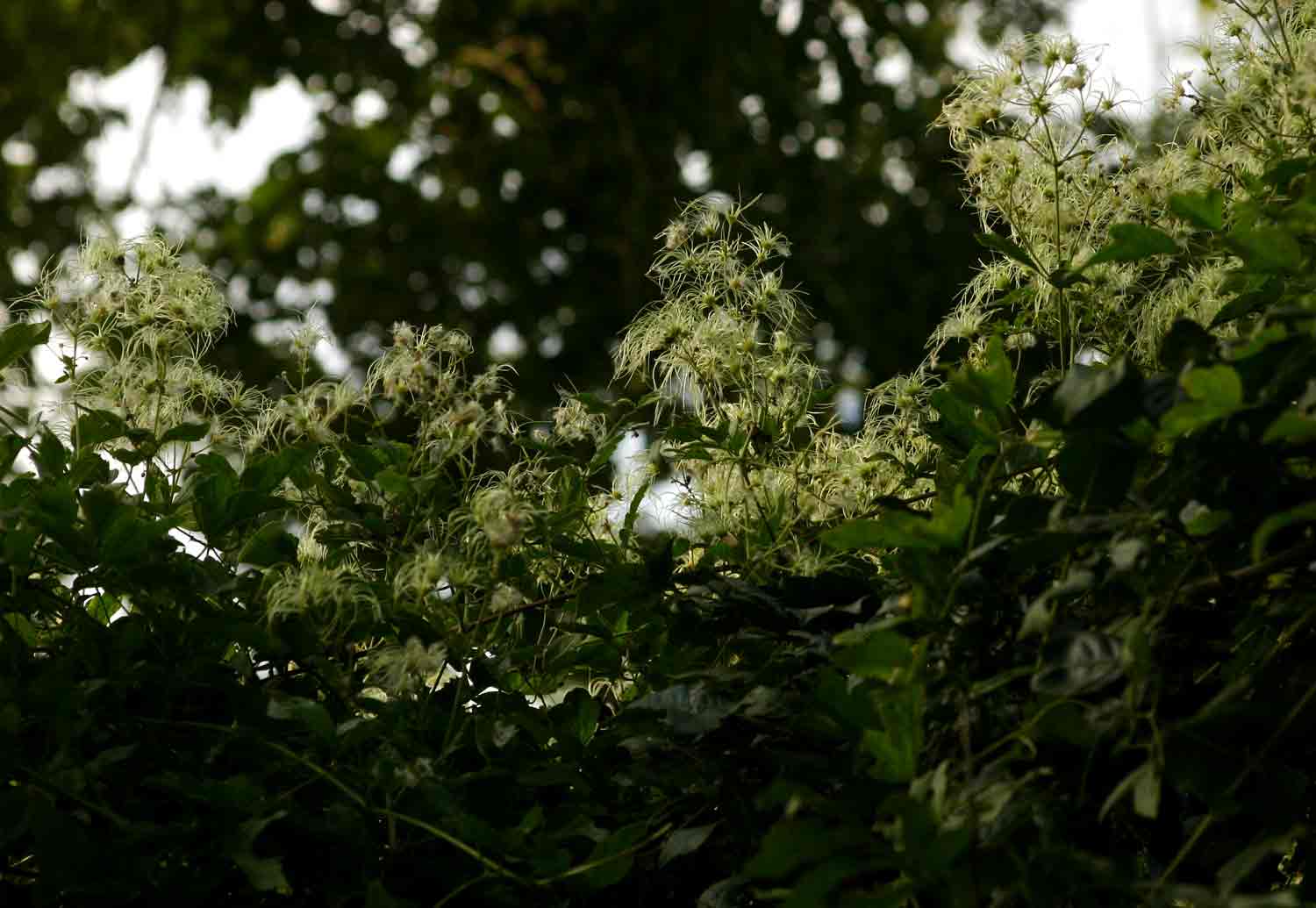 Clematis brachiata