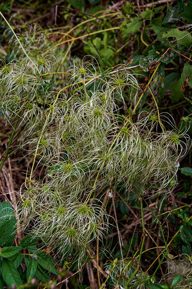 Clematis brachiata