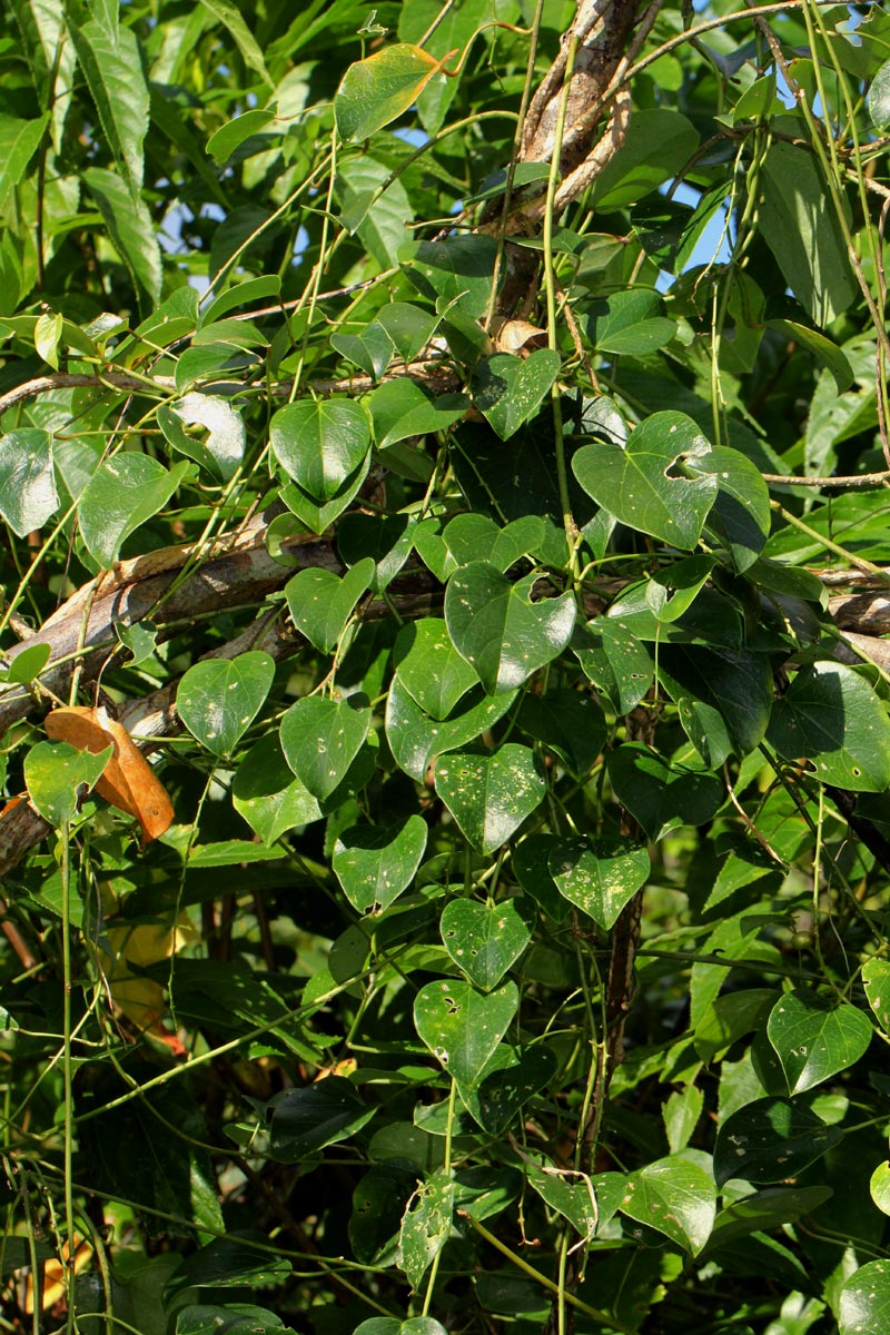 Tinospora caffra