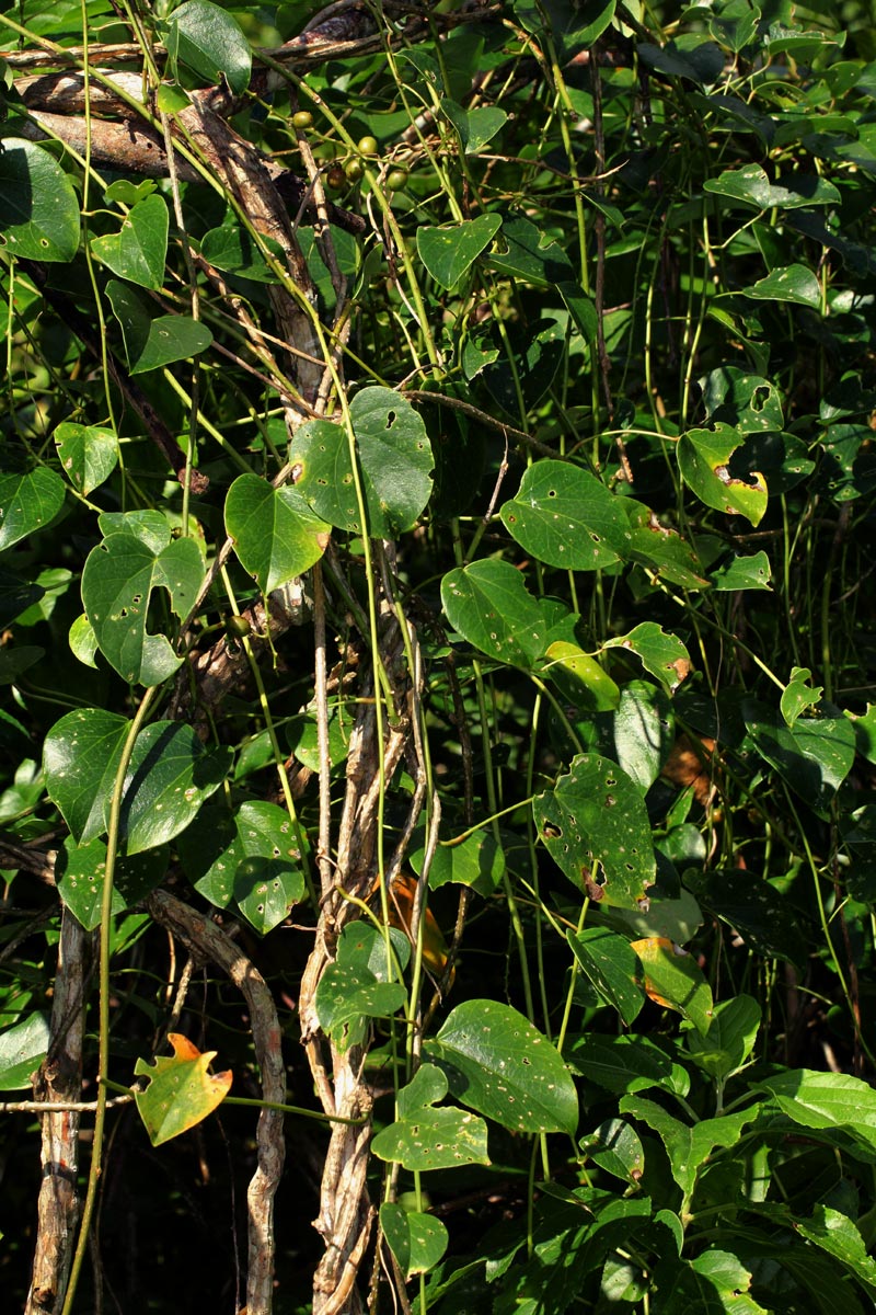 Tinospora caffra