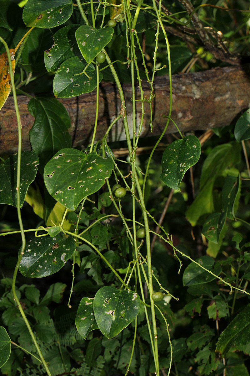 Tinospora caffra