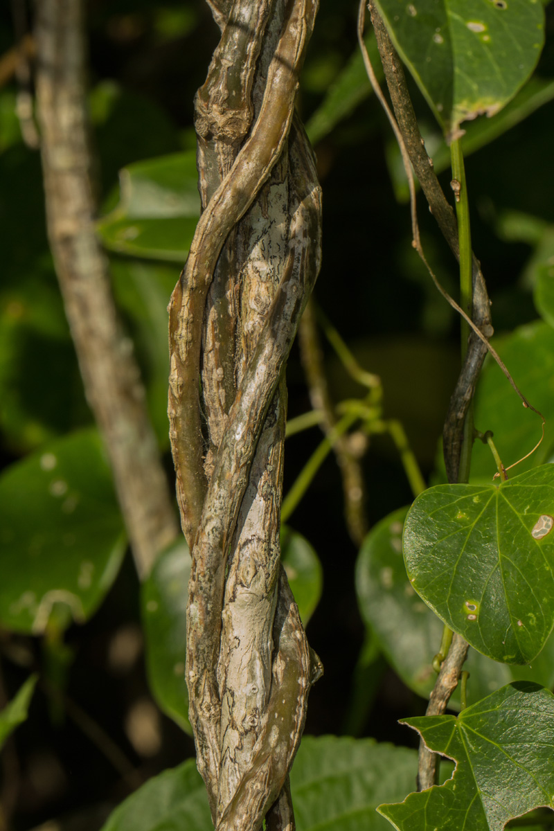 Tinospora caffra