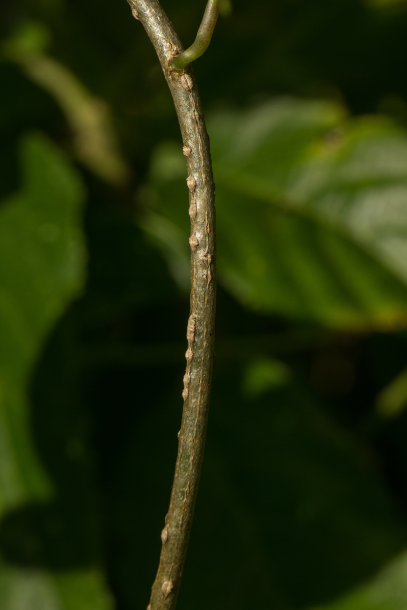 Tinospora caffra