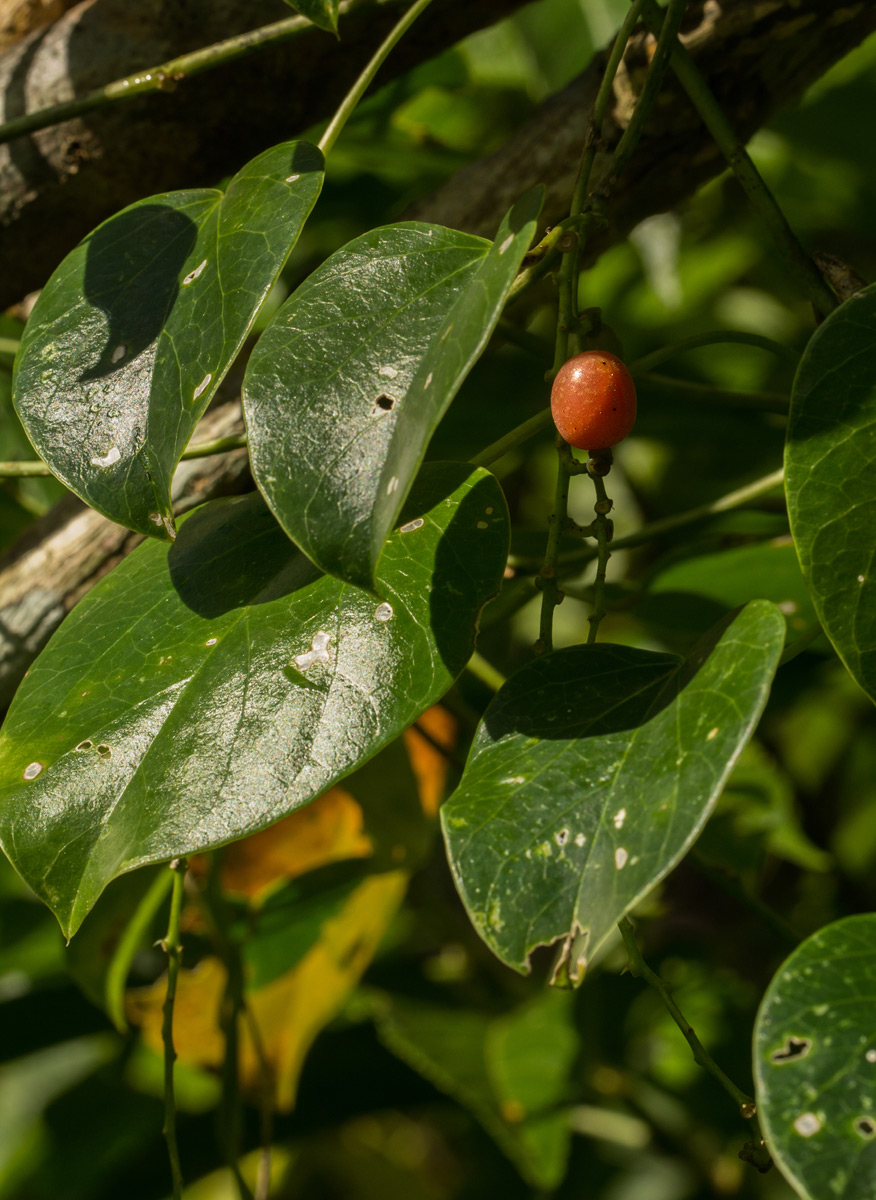 Tinospora caffra