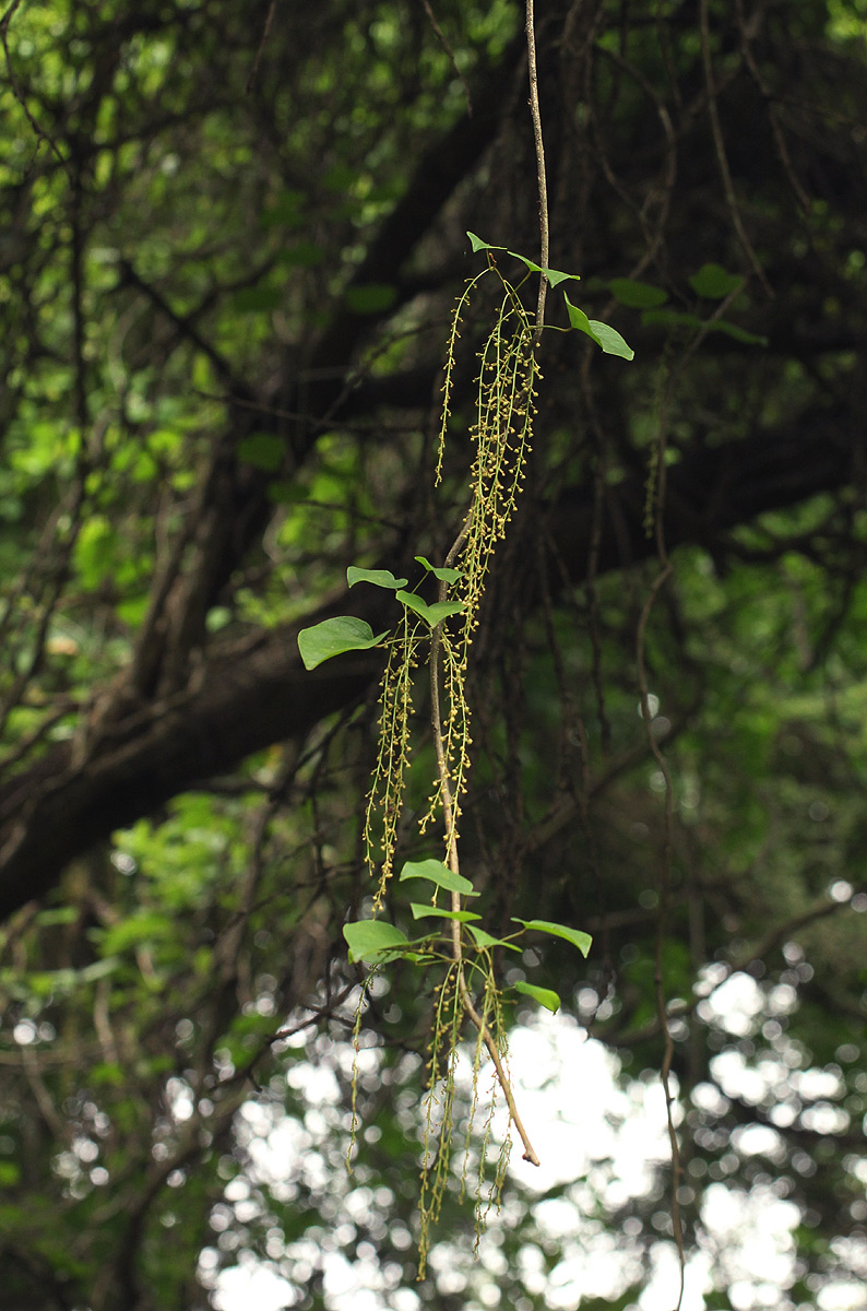 Tinospora caffra