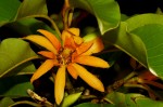 Magnolia champaca