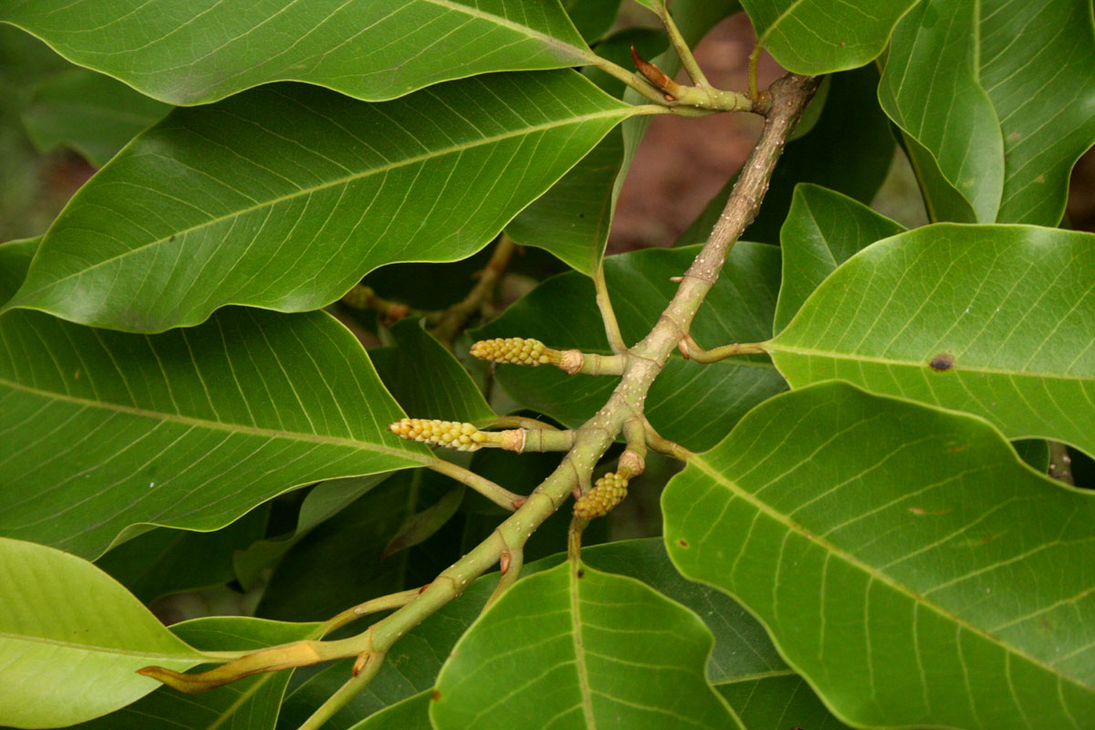 Magnolia champaca