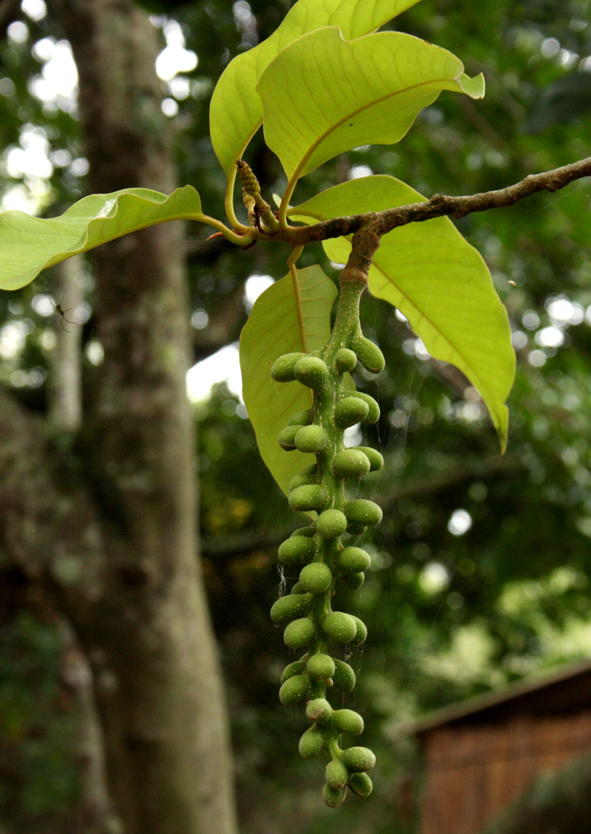 Magnolia champaca