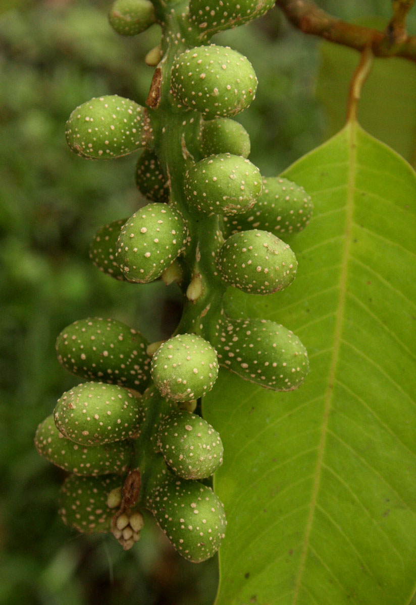 Magnolia champaca