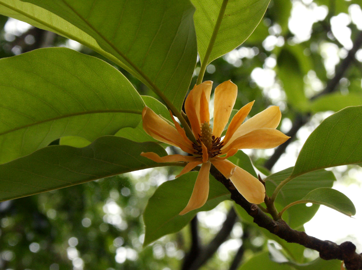 Magnolia champaca