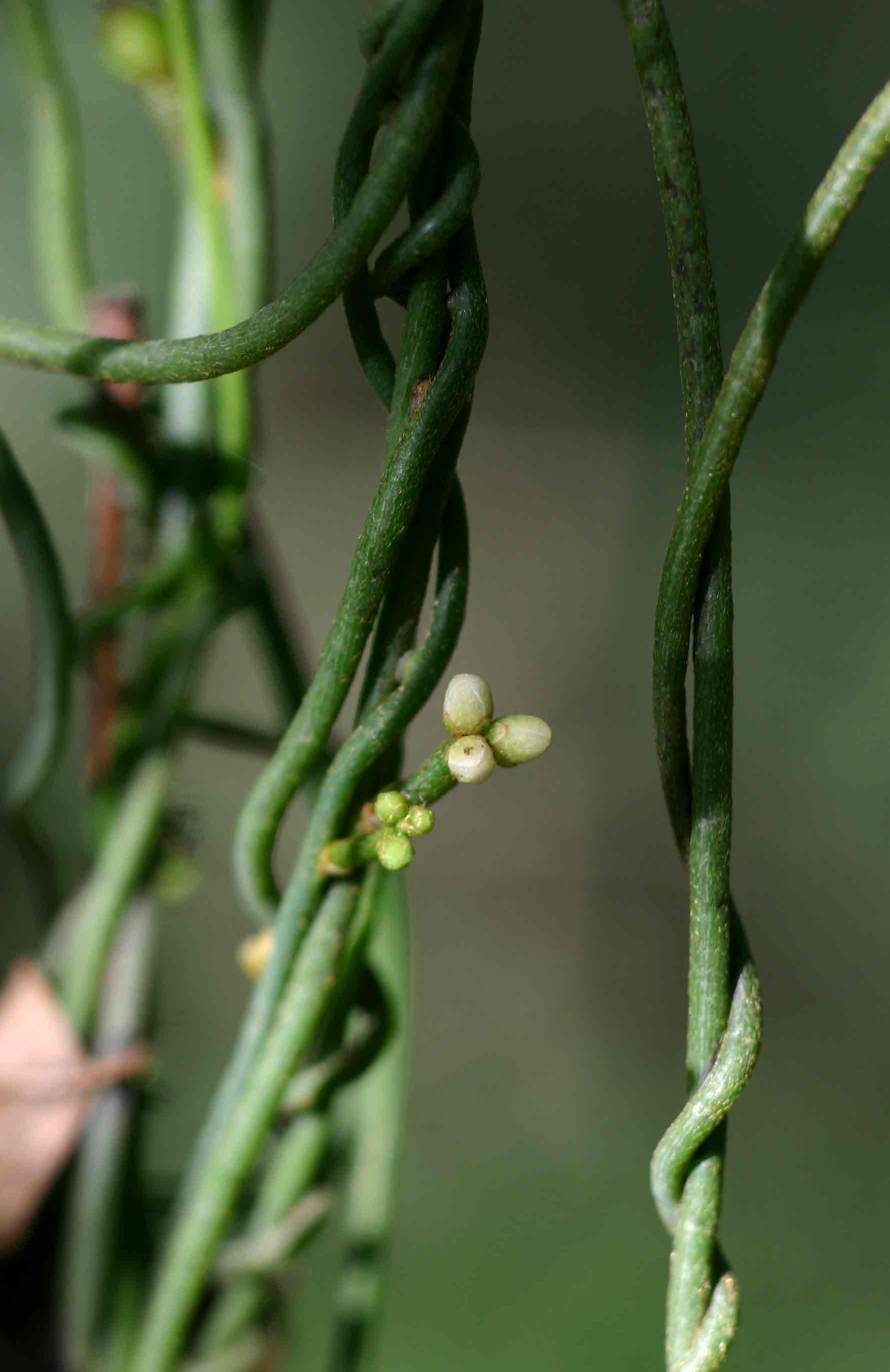 Cassytha pondoensis var. pondoensis