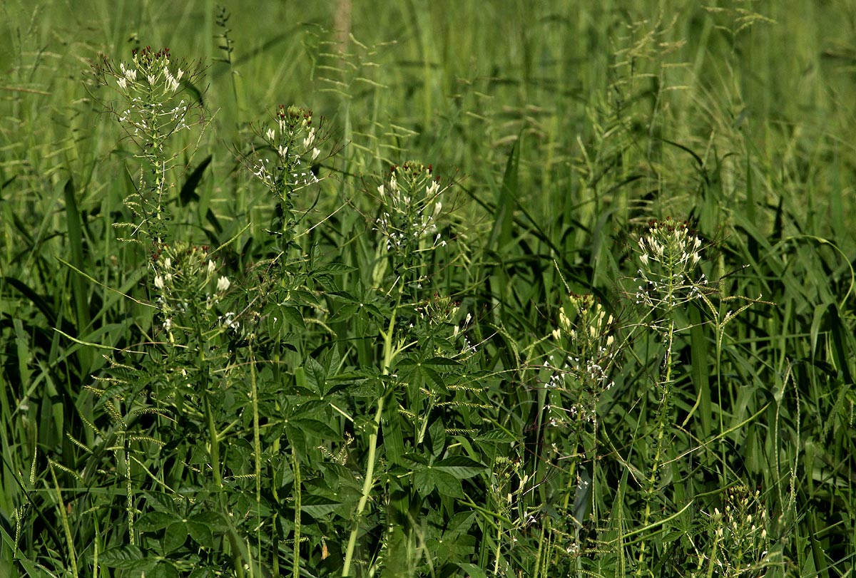 Cleome gynandra