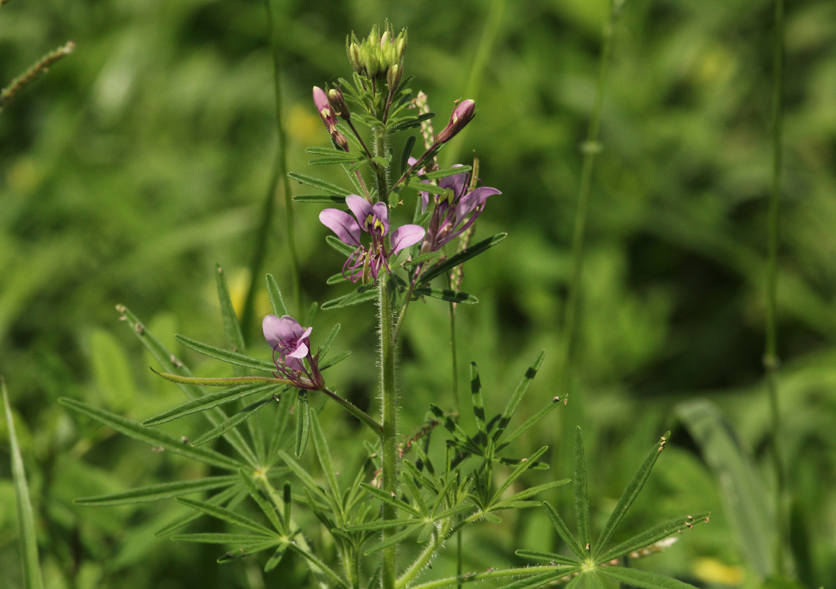 Cleome hirta