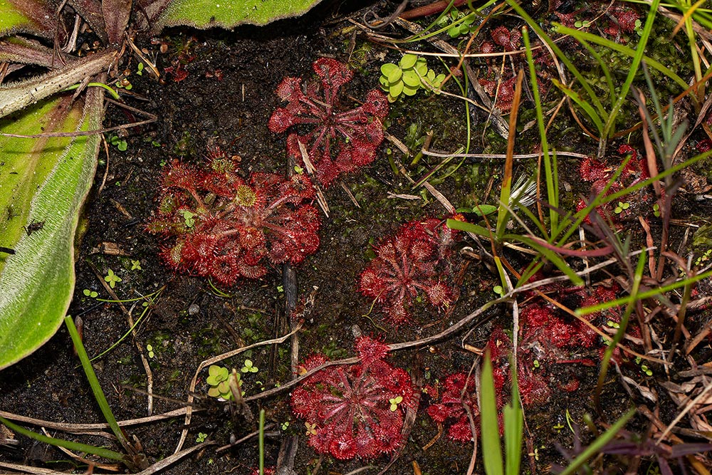 Drosera burkeana