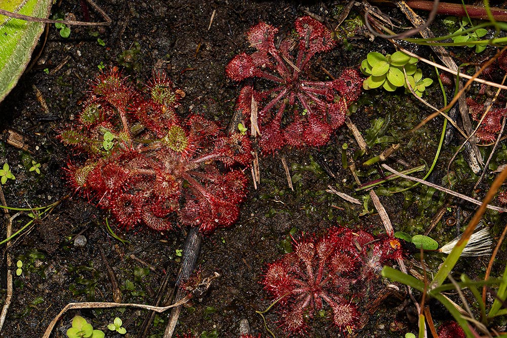 Drosera burkeana