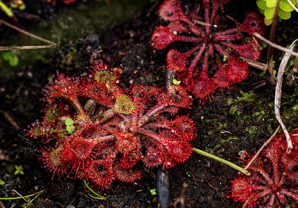 Drosera burkeana