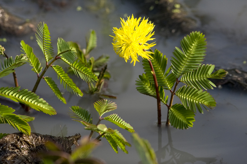 Neptunia oleracea