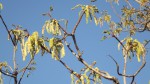 Burkea africana