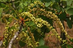 Burkea africana